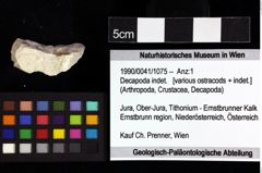 Foto (Objket + Etiketten) von Decapoda indet. 